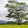 Kauai Umbrella Tree