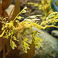 Leafy Sea Dragon